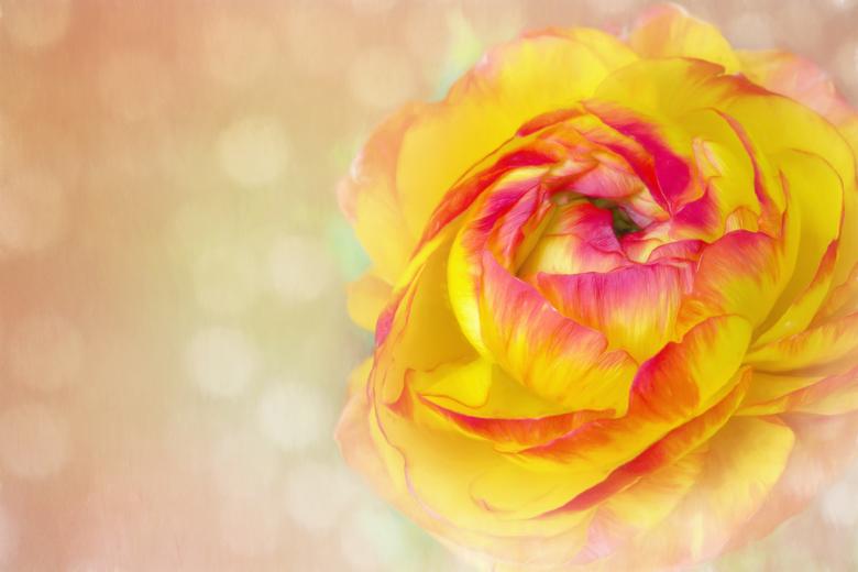 Free stock image of Beautiful Flower created by Pixabay