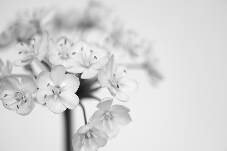 Free stock image of Fresh created by Pixabay