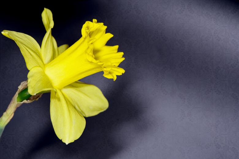 Free stock image of Yellow Flower created by Pixabay