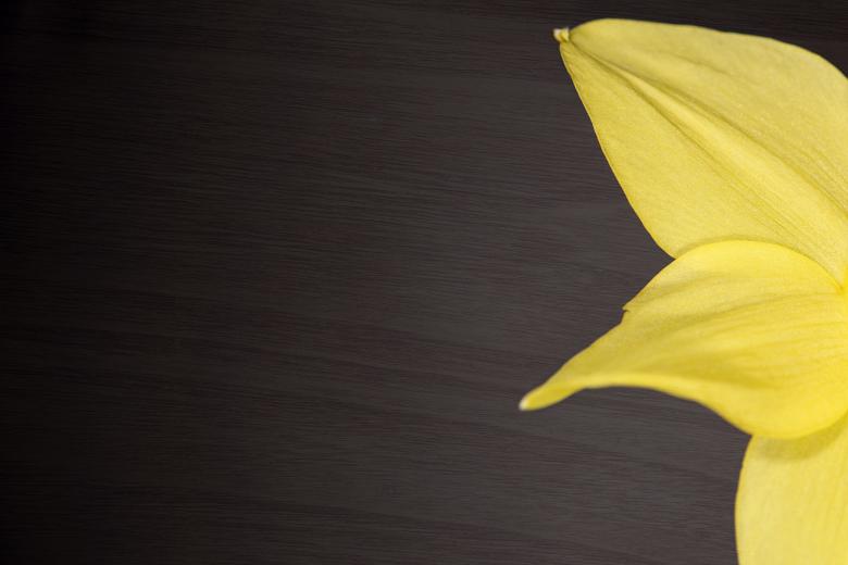 Free stock image of Narcissus created by Pixabay
