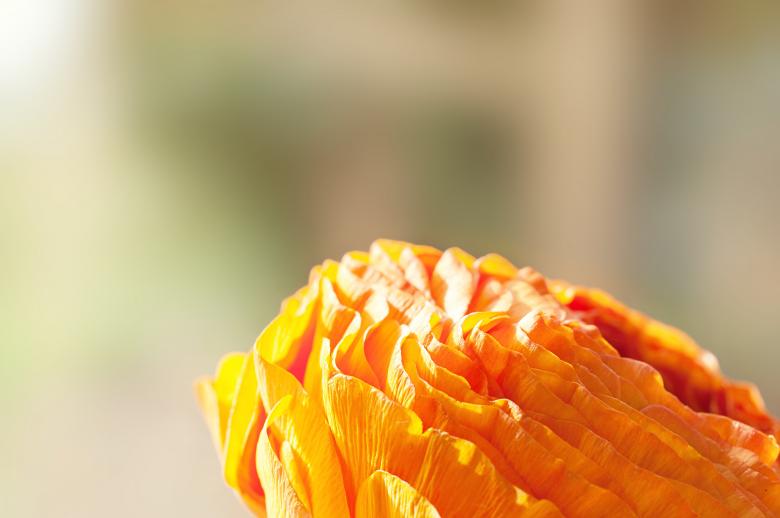 Free stock image of Ranunculus created by Pixabay