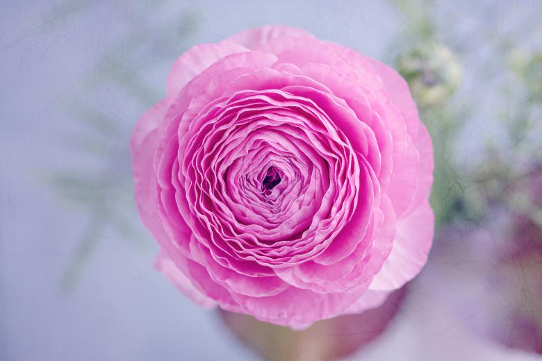 Free stock image of Pink Flower created by Pixabay