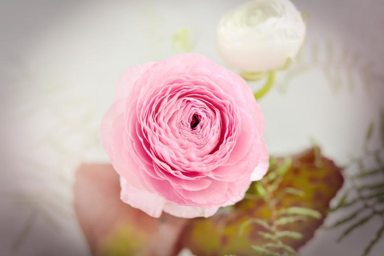 Free stock image of Ranunculus created by Pixabay