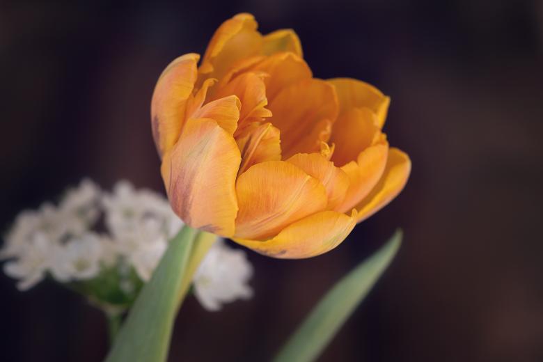 Free stock image of Nature created by Pixabay