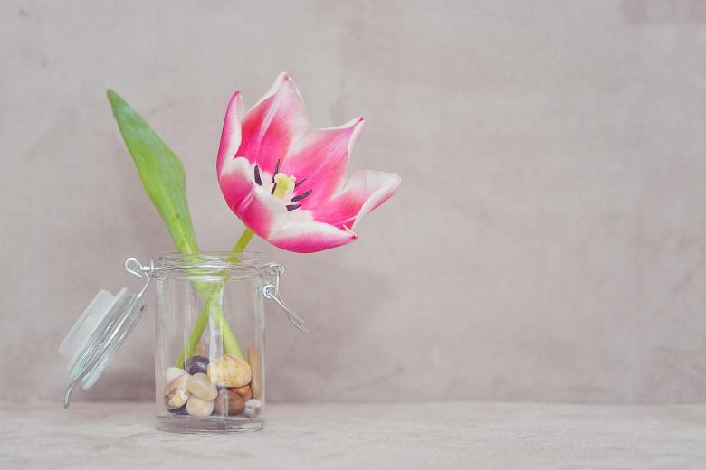 Free stock image of Pink Flower created by Pixabay