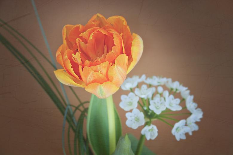 Free stock image of Fresh Tulip created by Pixabay
