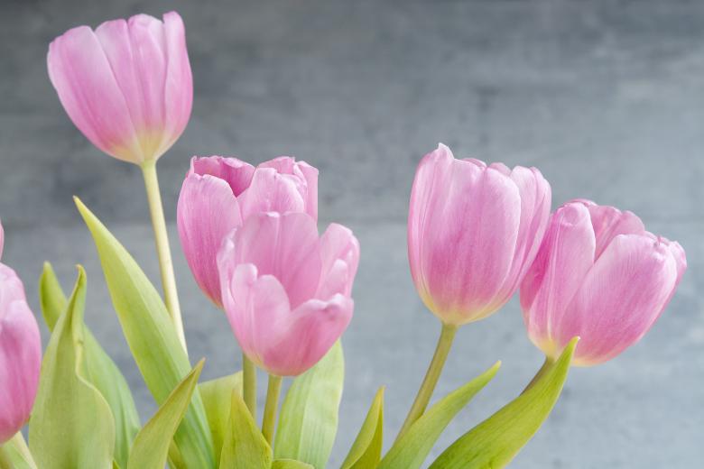 Free stock image of Tulips created by Pixabay