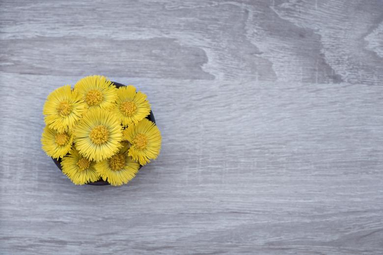 Free stock image of Tussilago Farfara created by Pixabay