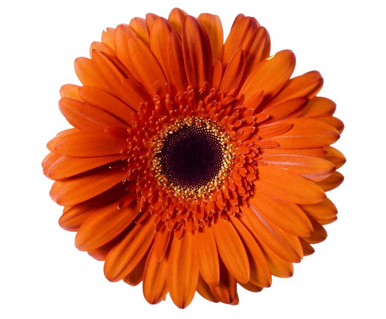 Free stock image of Red Gerbera created by 2happy