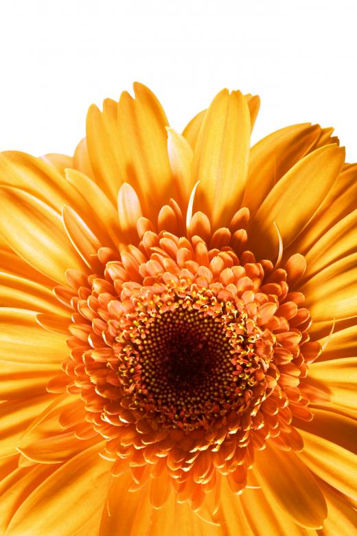 Free stock image of Orange Gerbera created by 2happy