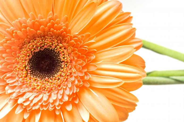 Free stock image of Orange Gerbera created by 2happy