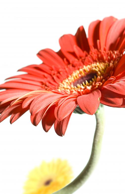 Free stock image of Red Gerbera created by 2happy
