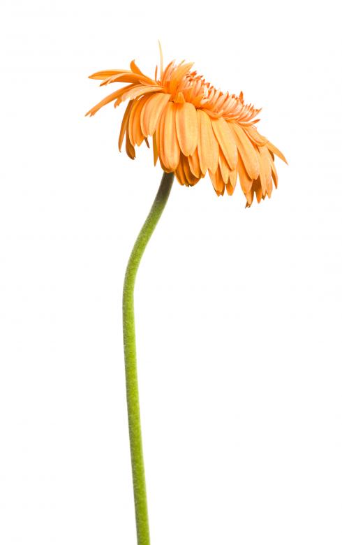 Free stock image of Orange Gerbera created by 2happy