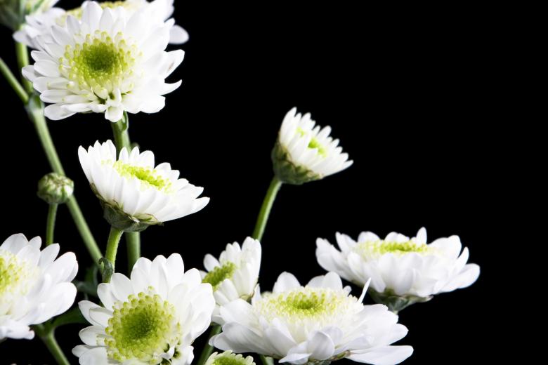 Free stock image of Chrysanthemum created by 2happy