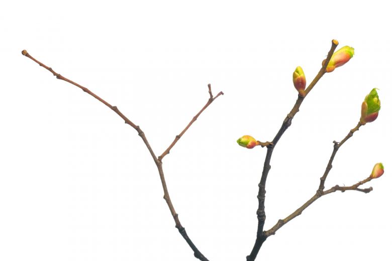 Free stock image of branch with leaves created by 2happy