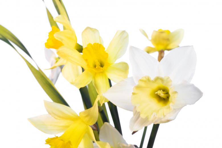 Free stock image of Narcissus created by 2happy
