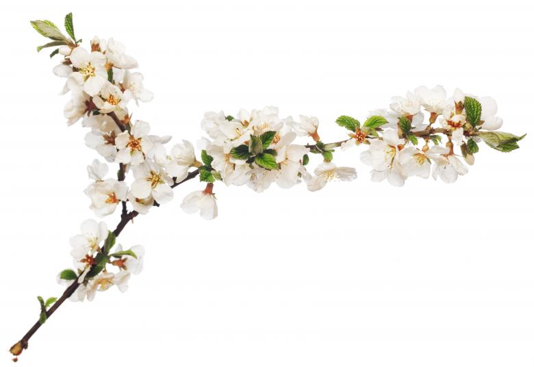 Free stock image of branch with flowers created by 2happy