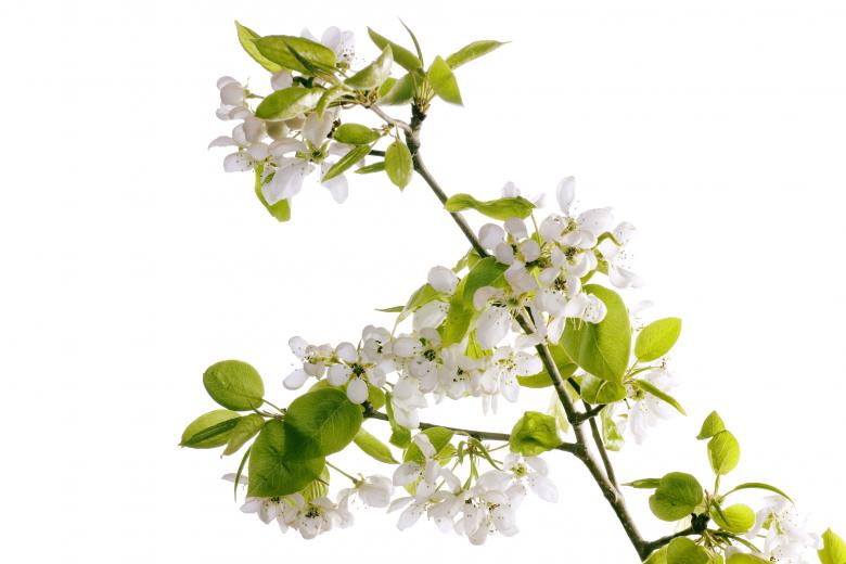 Free stock image of branch with flowers created by 2happy