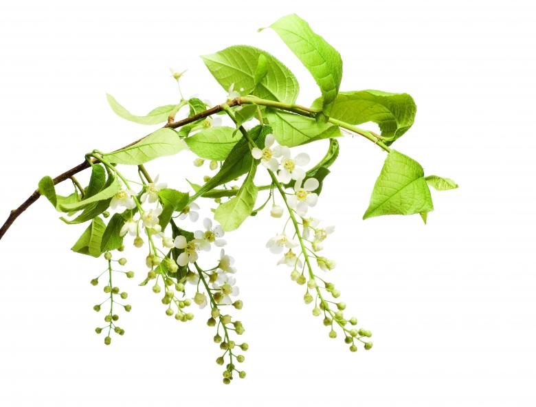 Free stock image of branch with flowers created by 2happy