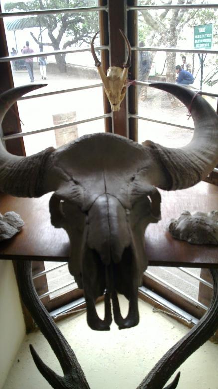 Free stock image of Animal skull created by k sangeeta