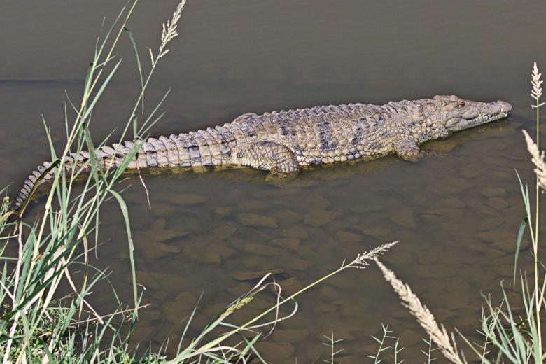 Free stock image of Crocodile created by Pixabay