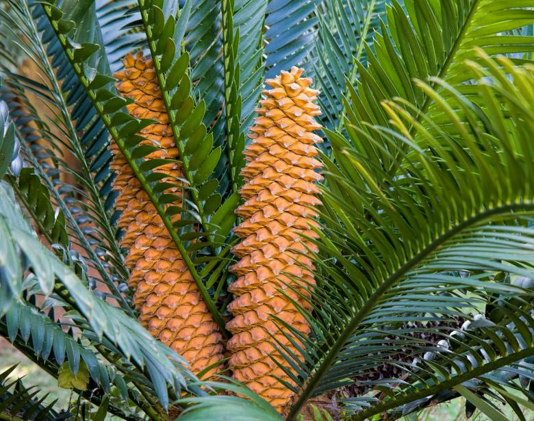 Free stock image of Cycad created by Pixabay