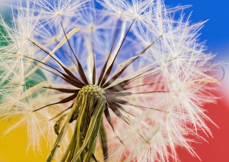 Free stock image of Dandelion created by Pixabay