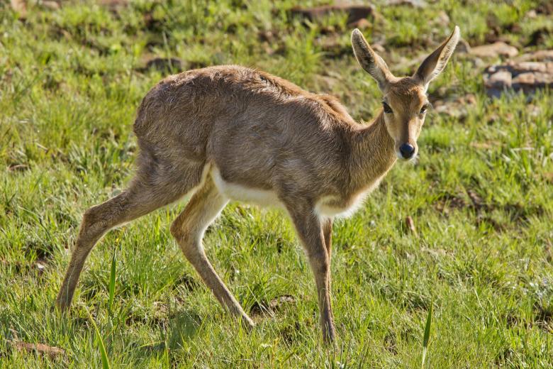 Free stock image of Buck created by Pixabay