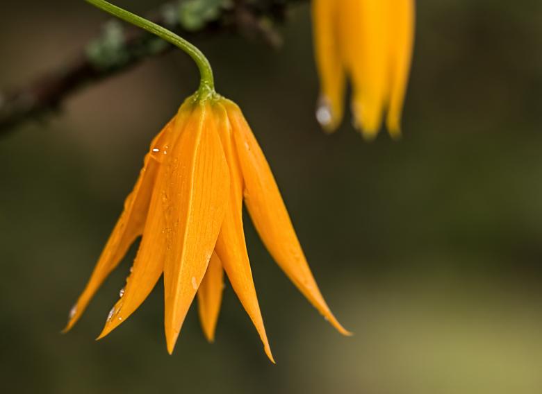Free stock image of Flower created by Pixabay