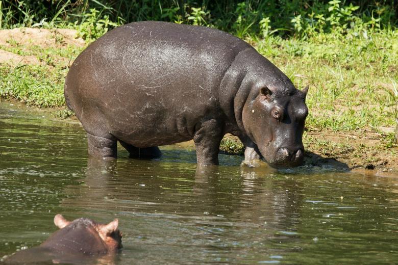 Free stock image of Hippo created by Pixabay