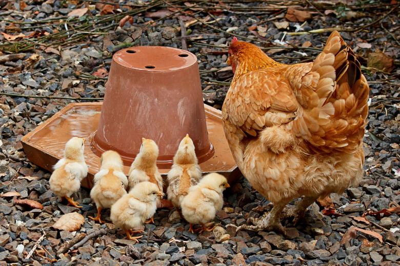 Free stock image of Hen created by Pixabay