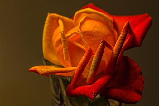 Free Stock Photo of Rose