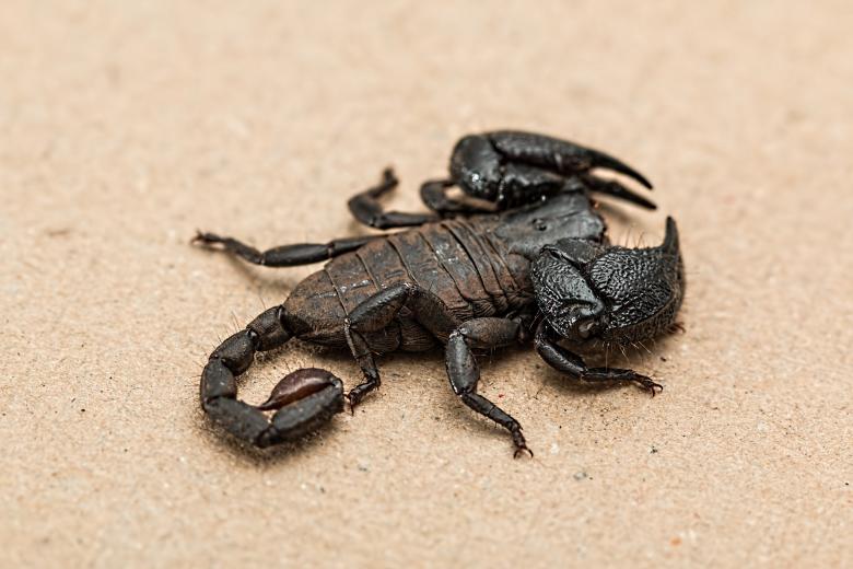 Free stock image of Scorpion created by Pixabay