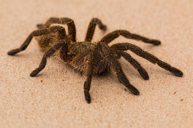Free stock image of Spider created by Pixabay