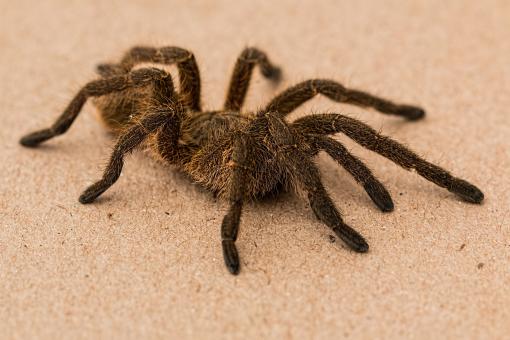 Free Stock Photo of Spider