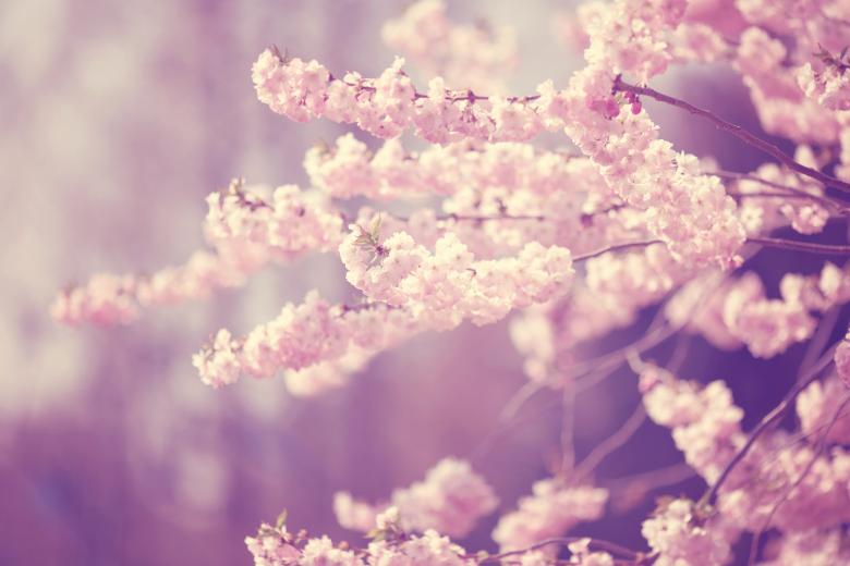 Free stock image of Fragrance created by Pixabay