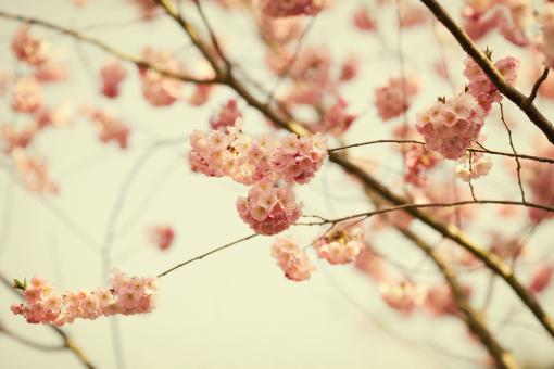 Free Stock Photo of Garden