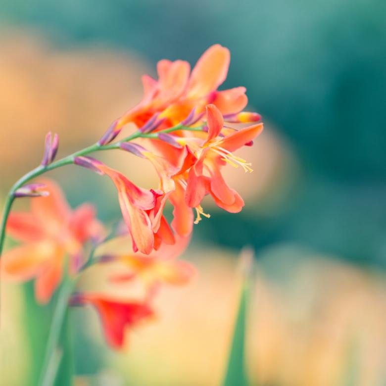 Free stock image of Nature created by Pixabay