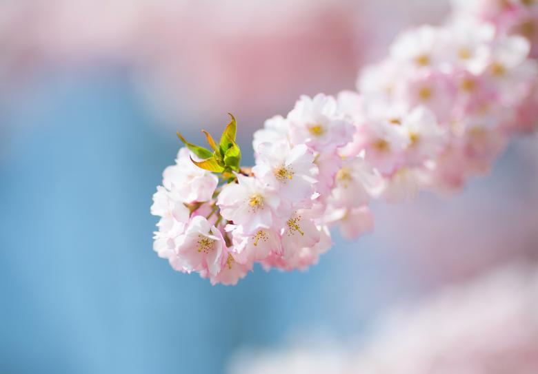 Free stock image of Pink Flowers created by Pixabay