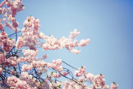 Free Stock Photo of Fragrance