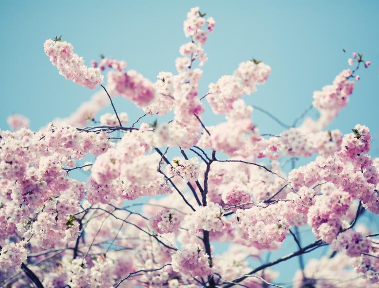 Free stock image of Blossom created by Pixabay