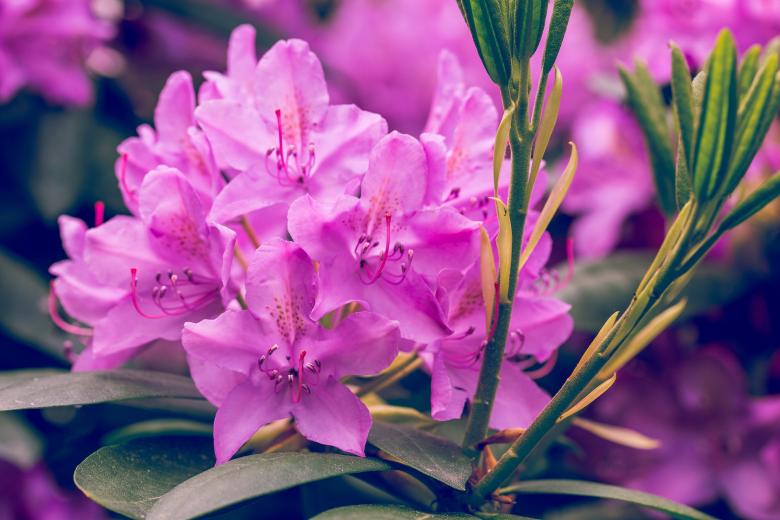 Free stock image of Blossom created by Pixabay