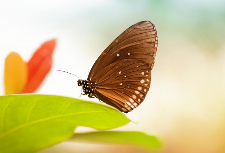 Free stock image of Butterfly created by Pixabay