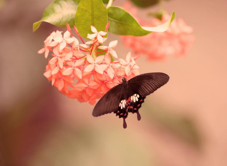 Free stock image of Nature created by Pixabay