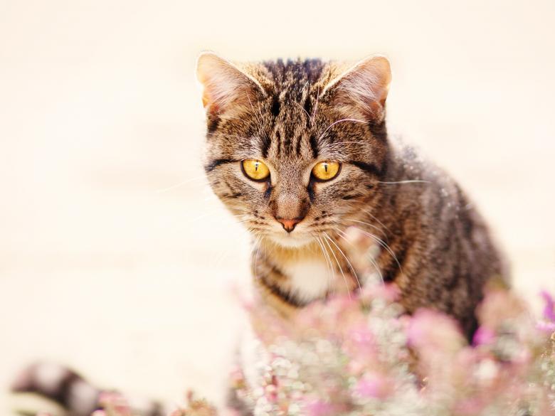 Free stock image of Animal created by Pixabay