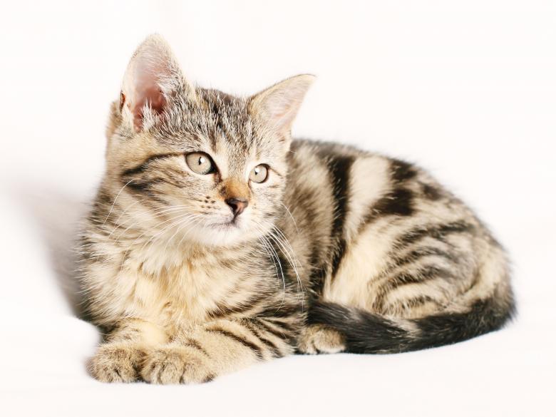 Free stock image of Kitten Pose created by Pixabay