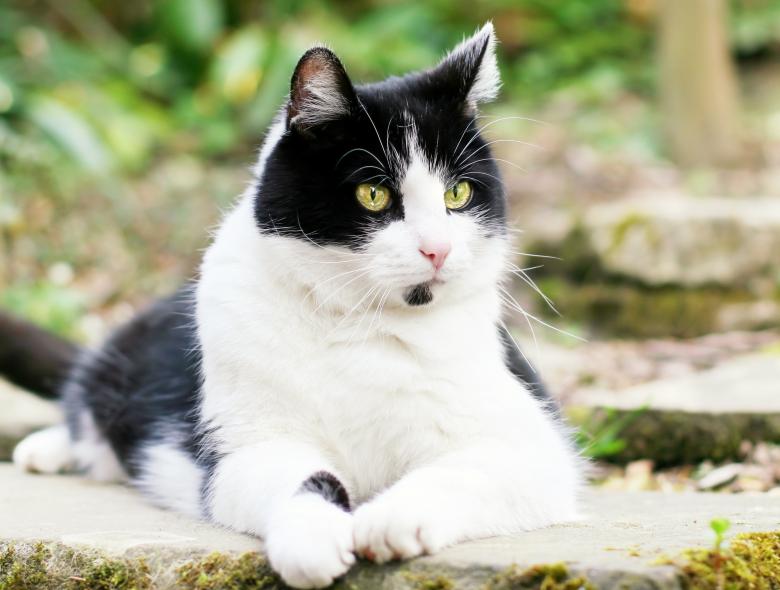Free stock image of Pet created by Pixabay