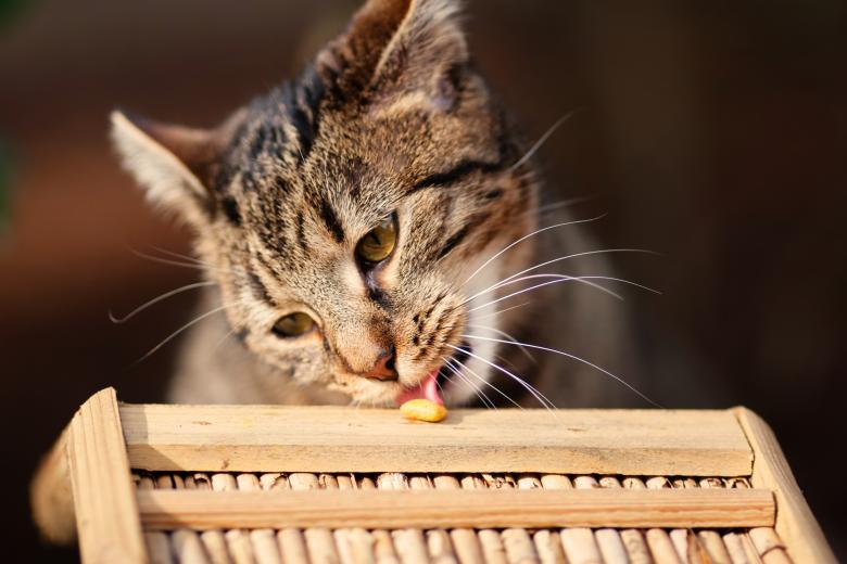 Free stock image of Cat created by Pixabay