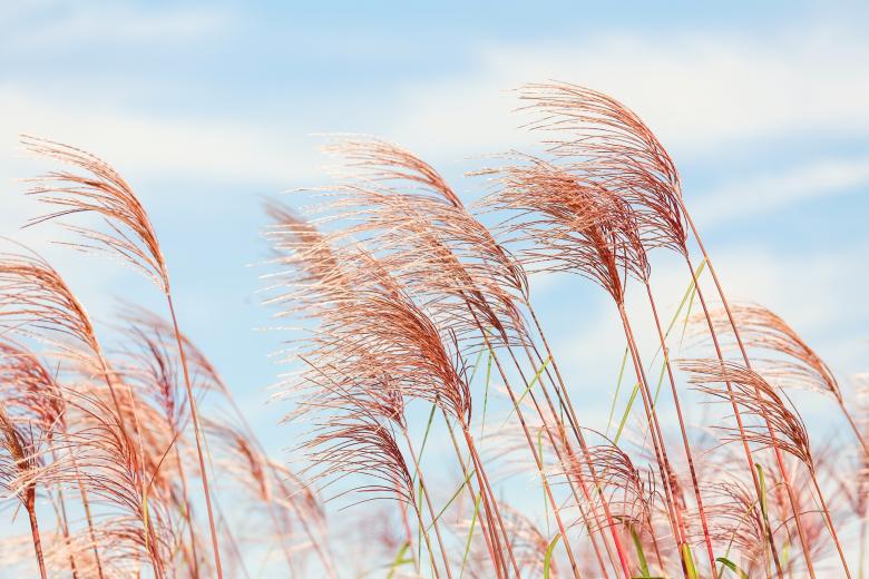 Free stock image of Corn created by Pixabay