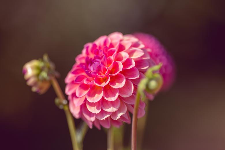 Free stock image of Dahlia created by Pixabay